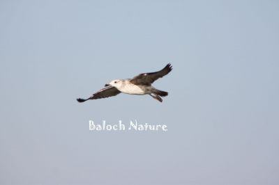 Pallas's Gull
زری ملیڑ
Zeri Malleed
ملیڑ یا زری ملّیڑ  یک درہائی مُرگ ءِ کہ گیشر ماں دریابار ءَ گندگ بیت ۔ اے گیشتر چہ ماہیگاں  وتی لاپ ءَ کش انت ۔ وھدیکہ امّل ءَ پرنگ دزگیر کن انت ، گڈا امّل ہمے مرُگاں وتی کاسد کنت ءُ وتی اھوالاں دیم دنت ۔ امل ءِ جییند گوشیت۔ جی زِری ملّیڑاں منی اھوالاں بر ات ۔ ۔ ۔ پر منی ماتیگ ءَ سر کن ات

