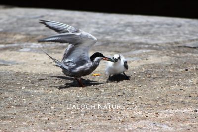 Grey-backed Tern. feeding chick 
مات ءُ چُک
Maat o chok
اے دریائی بالی مُرگ بزاں ملّیر وتی چُک ءَ ماہیگ وارینگ ءَ انت ۔ 

