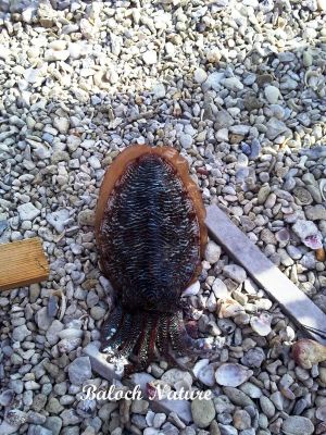 Squid
مَس ماھیگ
Mas Mahig
مس چونایا دریائی لولوک ءِ اے کسانیں ماھیگاں وتی پانچُلانی سرا گیپت  ءُ پدا نک جنت۔ اے گیشتر گرماگ ءَ آپ ءِ تہا دور روت بلے زمستان ءَ تلگی ءَ کیت ۔ اگاں ماھیگ ءِ اشیا گرگ ءِ جہد ءَ بکنت ، گڈا اے چہ دپ ءَ مس بزاں سیاھی گل گل کنت ، چریشیا چے آ جاہ تہار ءُ لورد بیت۔ شکار کنوکیں ماھیگ نہ گند  ات ءُ  آ لوردی ءَ چہ تچیت ۔ 
