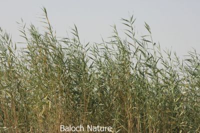 Reed grass . Phragmites karka
Masolk ya Drogg
ماسولک یا دُرُگ
اے کاش ء ذاتیں کاہے - اے گیشتر نمب ، لچ و مین ء رودیت 
وہد ے زمانگ ء ماسولک ء لٹ تراشتگ ہ کلم جوڑ کوتگ - ماسولک باز ڈولدارینت - ماسولک ء کاھ ء درستین دلوت ورنت 

