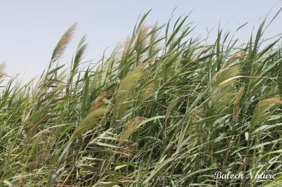 Arundo donax
Masolk ya Drogg
ماسولک یا دُرُگ
اے کاش ء ذاتیں کاہے - اے گیشتر نمب ، لچ و مین ء رودیت 
وہد ے زمانگ ء ماسولک ء لٹ تراشتگ ہ کلم جوڑ کوتگ - ماسولک باز ڈولدارینت - ماسولک ء کاھ ء درستین دلوت ورنت 

