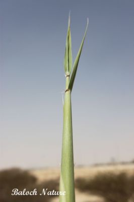 Reed grass
ماسولک
Masolk
اے ماسولک انت، ماسولک یک کاہ ءِ کہ گیشترلچ ءُ مین ءَ رودیت، بزاں ہما جاہ ءَ آپ گیش بیت اے کاہ ہمودا پیداوری کنت، اے چو نل یا قلم ءِ وڑیں کاہ ءِ اشیے دارے تہ پچ انت، وھدے زمانگ ءَ ہمیشیے دارے قلم جوڑ کتگ ءُ اسکول ءَ لوح نبشتہ کتگ انت کہ مردمانی ھت وش بوتگ انت۔ 
اے اکس ءِ تہا ماسولک نالک انت

