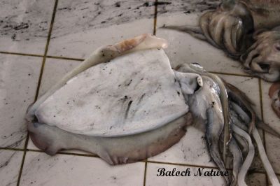 Squid
مَس ماھیگ
Mass mahig
مس چونایا دریائی لولوک ءِ اے کسانیں ماھیگاں وتی پانچُلانی سرا گیپت ءُ پدا نک جنت۔ اے گیشتر گرماگ ءَ آپ ءِ تہا دور روت بلے زمستان ءَ تلگی ءَ کیت ۔ اگاں ماھیگ ءِ اشیا گرگ ءِ جہد ءَ بکنت ، گڈا اے چہ دپ ءَ مس بزاں سیاھی گل گل کنت ، چریشیا چے آ جاہ تہار ءُ لورد بیت۔ شکار کنوکیں ماھیگ نہ گند ات ءُ آ لوردی ءَ چہ تچیت ۔

