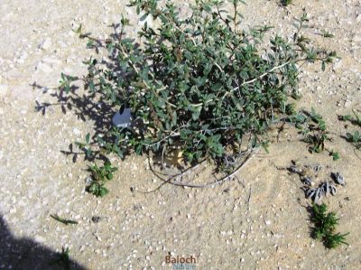 Helianthemum lippii
مزّوُم
Mazzom
مزّوُم کسانیں ورّودیں کاہے - کہ گیشتر ماں کوُہانی شان اُو ڈلدیماں رودیت - بلے ہما جاہا کہ مزوُم گندگ بیت بزاں کہ ادا زُنڈ ہم بیت زُنڈ یک وڈیں کوٹینگے کہ مکران ء گیشتر کُلبرے ہند و دماگاں رودیت  
