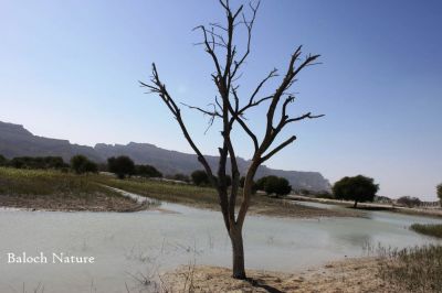 Balochistan Landscape
Balochistan e Nadarag
بلوچستان ءِ ندارگ
نلینٹ چہ دیم پہ گوادر ءَ ، زیرو پواۃینٹ  چہ پیشتر ے اے یک ڈگارے کہ ھور ءِ درگتا آپ ءَ پُر بوتگ ۔ اے ڈگارے بزاں بست ءِ پُشتی نیمگا مہدی کوہ چو چیدگ ءَ مک انت ۔ چیزے ڈگاراں ابید آدگہ درستیں زمیں بہا بوتگ انت، آہانی واھُند بلوچ نہ انت بلکن آبادکار انت ۔ 
