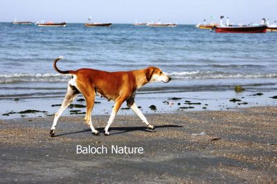 A walk of a Dog
منڈ ماں تیاب ءَ
Mend ma Tayab a
اے یک منڈے کہ تیاپ دپ ءَ پہ شوق ترّگا  نہ انت بلکن لاپ شوھاز ءِ مُرتگیں ماھیگ ءِ شوھاز کنگ ءَ انت ۔ انچو مالوم بیت بلوچستان ءِ ساہدار ہم بلوچانی وڑا شودیک انت۔ 
