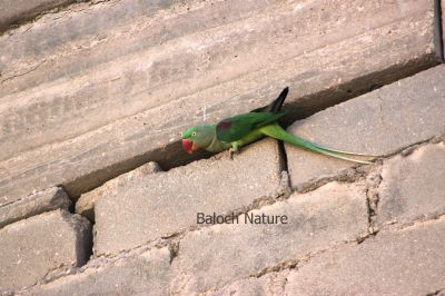Parrot
Metto
مٹّو
مٹّو یک بالی مُرگے کہ گیشتر سبز او آبادیں جاگہاں بیت - مٹو بلوچستاں روچدراتکی ہند و دمگان بیت بلے مکران ء نہ بیت - انچو گولو پیدارک ء نہ نند انت انچو مٹو مکران ء ہم نہ نند انت - مرچی باندا مٹو باز مردم وتی لوگ ء داریت - مٹو ء گپ سیکارین انت -۔

