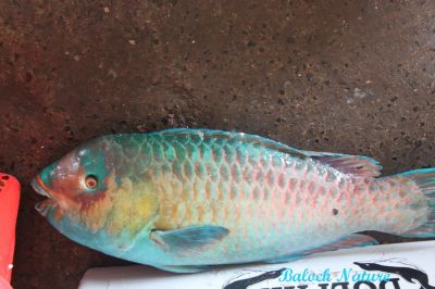 Parrot Fish
مِٹٹو
Metto
مِٹٹو  کسانیں ماھیگ ءِ اے ماھیگ ءِ رنگ ءُ دروشم چو مٹٹوے وڑا انت ۔ چمیشکا اشیا مٹٹو گوش انت ۔ 
