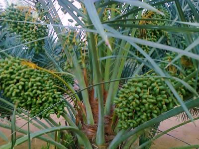Palm tree
Masri 
مسری

سری ءِ کلونٹ باز تامداریں کلونٹ انت ۔ مرچاں کیچ ءُ مندے ھند ءُ دمگاں گیشتر باگاں مسری کش انت ، بلے باز جاہ ءَ اشیا زردیں شکر اوُ جدگالی ہم گوش انت ۔

