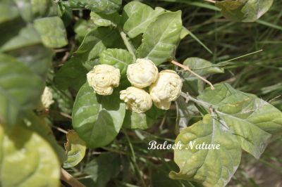 Arabian Jasmine
مُکڑا
Mokda
اے کسانیں درچک ءِ کہ کسانیں کرومگ پر کنت ۔ اشیے پُل انچو ڈولدار نہ انت بلے اشیے بوہ سرد و وش انت ۔ اگان تئی لوگ دیم ءَ دو دانگ درچک بہ بیت تئی لوگے وشبوہی در نییت ۔
