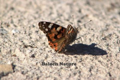 Butterfly
مُلاھوک
Mollahok
پاتو بلوچستان دست کپیت اے گیشتر کشارانی تہا گردیت اے باز ڈولدار انت اشیے بانزُل سیاہ او آزمانی رنگانی نقش انت - چمیشکا اے مُلاھُکا یا پاتو ا سبزیں آزمانی ملاھُک گوش انت -
