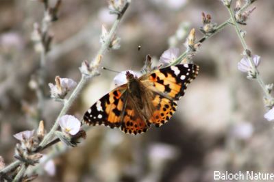 Butterfly

مُلاھوک
Mollahok
پاتو بلوچستان دست کپیت اے گیشتر کشارانی تہا گردیت اے باز ڈولدار انت اشیے بانزُل سیاہ او آزمانی رنگانی نقش انت - چمیشکا اے مُلاھُکا یا پاتو ا سبزیں آزمانی ملاھُک گوش انت -
