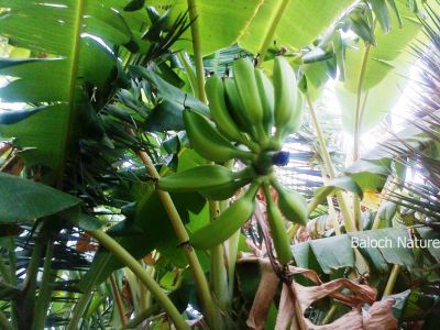 Banana
Mooz
مُوز
موز یک نیبگ یا میوہ ات - موزے درچکا کُنٹ مان نیست - موز چونایا بلوچستان ء میوہ نہ انت - پرچاکہ موز باز آپ لوٹ ات او بلوچستان ء آپے  کمّی انت - بلے مرچی باندا نصیرآباد او حب ء موزے کشار بازیں وڑیا بیت - بلے ایدگہ  ھند و دمگاں پہ ورگ ء واستہ لہتیں بُن وتی باگاں کش انت -۔

