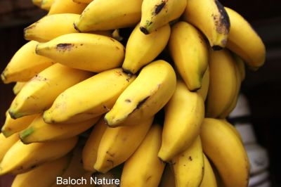 Banana
موز
mouz
موز یک نیبگ یا میوہ ات - موزے درچکا کُنٹ مان نیست - موز چونایا بلوچستان ء میوہ نہ انت - پرچاکہ موز باز آپ لوٹ ات او بلوچستان ء آپے کمّی انت - بلے مرچی باندا نصیرآباد او حب ء موزے کشار بازیں وڑیا بیت - بلے ایدگہ ھند و دمگاں پہ ورگ ء واستہ لہتیں بُن وتی باگاں کش انت -۔ ادا موز پُہتہ انت پہ ورگ ءَ جاڑی انت ۔ 

