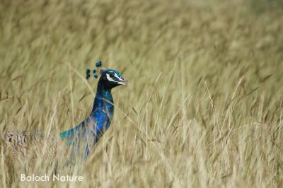 Indian peafowl ''Peacock''
مور
Mor
مور چونایا ھندے جہمنندیں بالی مُرگ انت ۔بلے افریکہ ہم است۔ اشیے پنچ یا شش رنگ انت ۔  بلے ڈولدارتریں  ہمیش انت کہ اکس ءِ گرگ بوتگ ۔ مور ڈولداریں بانزول ءُ دمبی پر بیتگ کہ دراہیں رنگ داتگ انت۔ مستی ءِ وھدا کروسیں مور وتی بانزولاں ءُ دمبیاں پہ شان ات کہ باز ڈولدار گندگ بیت۔
