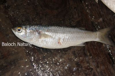 Mullet
Morba
مُربہ
مُربہ، مُربُک یا مُربو یک کسانیں ماھیگ کہ قد چہ 15 بگر تاں 16 سنٹی بیت۔ اے ماھیگ گیشر تیاب دپاں رم ءِ شکل ءَ گردیت ۔مُربہ آپ ءِ سر بری نیمگا بیت ۔ 
