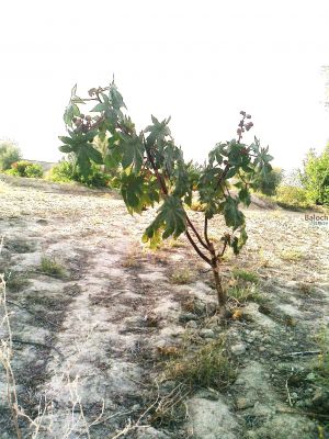 Castor Bean
Morpad
مُرپد
مرپد یک برزین درچکے - کہ ایشیے تاک ہ بر بزاں دانگاپی دوا کارمرز کن انت - جلاب چہ مرپد ء پیداک بیت - کہ گوانڈوانی لاپ ریچگا کارمرز کن انت - مُرپد دو لبزانی اواری انت بزان مُرگ پد بلے نا اشیے تاک مُرگے پدے ڈولا انت نا کہ دانگ بلے چہ پیم اے نام داتگ یک زبان زانت ء بزانت
