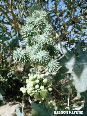 Castor oil plant         (Ricinus communis)
مُرپد
Morpad
مرپد یک برزین درچکے - کہ ایشیے تاک ہ بر بزاں دانگاپی دوا کارمرز کن انت - جلاب چہ مرپد ء پیداک بیت - کہ گوانڈوانی لاپ ریچگا کارمرز کن انت - مُرپد دو لبزانی اواری انت بزان مُرگ پد بلے نا اشیے تاک مُرگے پدے ڈولا انت نا کہ دانگ بلے چہ پیم اے نام داتگ یک زبان زانت ء بزانت
