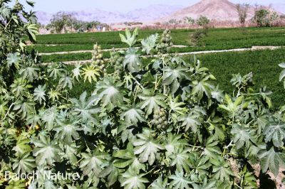 Castor oil plant        (Ricinus communis)
Morpad
مُرپد
مرپد یک برزین درچکے - کہ ایشیے تاک ہ بر بزاں دانگاپی دوا کارمرز کن انت - جلاب چہ مرپد ء پیداک بیت - کہ گوانڈوانی لاپ ریچگا کارمرز کن انت - مُرپد دو لبزانی اواری انت بزان مُرگ پد بلے نا اشیے تاک مُرگے پدے ڈولا انت نا کہ دانگ بلے چہ پیم اے نام داتگ یک زبان زانت ء بزانت
