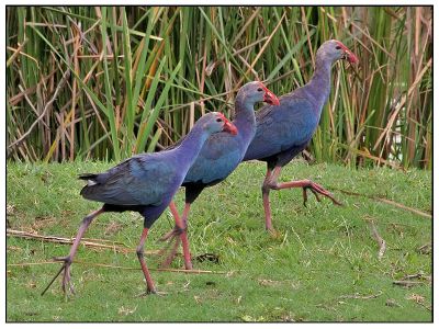 Musketeer
سگارو
Sagaro
سگارو یک آپی مُرگ ۔ گیشتر آپ ء کش ءُ گواراں بزاں درچک ءُ دارانی تہا ءُ کُل ءُ ماسولکانی تہا لاپ شوہاز  کنت ءُ ٹُُپ ات ۔ 
