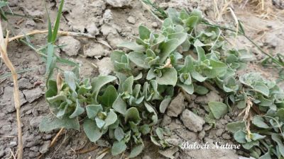 Linaria japonica
اے کاہ نام لوٹ ات
