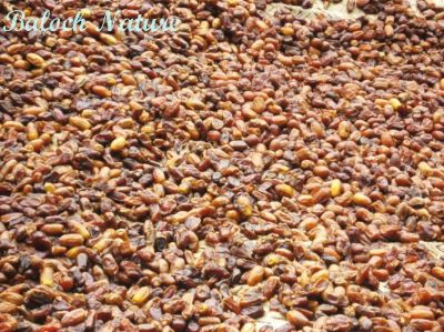 Dry Date fruit 
تاپ کتگیں ناہ
Tap kotgen Naah
وھدے کہ ناہاں چہ مچ ءَ روپ انت یا کہ سرچن انت گڈا ایشاں شگنزے توک ءَ گورپات یا تگرد ءِ ِ سرا تنک تنک ءَ تاپ کن انت تنکہ ناہ ھُشک بہ بنت ۔ وھداں ناہ کہ ھُشک بوتگ انت رند ءَ متگ ءُ پاتاں ھیر کتگ انت۔  ءُ تانسریں زمستان ءَ ناہ کم کم ءَ وارتگ انت۔  لگتّی ناہ وتی دلوتاں داتگ انت ۔ 
