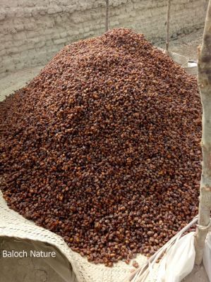 Date to  Nectar
ناہ ء آکوٹ
Nah e Aakot
ادا ناہ ء شیرگ ء گرگا انت ۔ 
