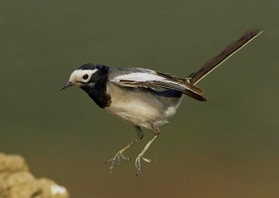 Wagtail
نمبُل
Nambol
نمبُل کسانیں مرُگ ء دراجیں دُمبی انت - بلوچستان ء نمبُل گلّہ ء نمب ء او ایرھت بزاں کڈبے رون ء بازبیت - نمبُل کٹگ بالو پاتو چریت او کرم چنت وارت - نمبُل ہروھدا وتی دُمبیا سُرین ات - نمبُل گیشتر ڈگاراں کہ آپ بیت ہمودا موجود بیت - پرچا کہ آپ کشارے کٹگاں بال دنت او کرماں ڈنّا کارایت او نمبُل ہمیشاں چنت او وارت ۔ بلوچستان ء ھند و دمگاں اشیے باز نام انت - نمبُل، نمبی، بازارُک او تیلیسک ہم گوشنت۔

