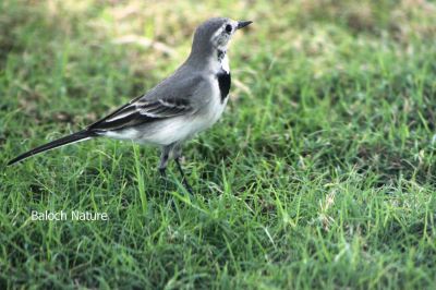  Wagtail 
Nambol
نمبُل
نمبُل کسانیں مرُگ ء دراجیں دُمبی انت - بلوچستان ء نمبُل گلّہ ء نمب ء او ایرھت بزاں کڈبے رون ء بازبیت - نمبُل کٹگ بالو پاتو چریت او کرم چنت وارت - نمبُل ہروھدا وتی دُمبیا سُرین ات - نمبُل گیشتر ڈگاراں کہ آپ بیت ہمودا موجود بیت - پرچا کہ آپ کشارے کٹگاں بال دنت او کرماں ڈنّا کارایت او نمبُل ہمیشاں چنت او وارت ۔ بلوچستان ء ھند و دمگاں اشیے باز نام انت - نمبُل، نمبی، بازارُک او تیلیسک ہم گوشنت۔


