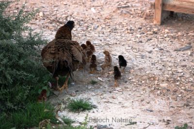 Hen with chicks 
نکینک ءُ چُرو
Nekaink o choro
نکینک گوں وتی چرواں جہلاد انت ، اے مدام وتی چروانی چار ءُ گدار کنت کہ کسے تاوان ءِ مہ دنت ءِ ۔ 
