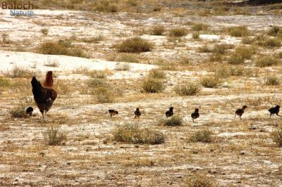 Hen and Family
نکینک او چرو
اگاں بلوچی بہ بیت گُڈا نیکینک گوں وتی چپُکاں ڈولدار انت 
