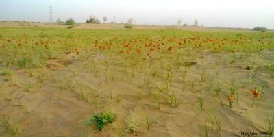 Noshki landscape 
نوشکی ء ندارگ
Noshki e nadarag
بلوچستان بہارے وھد ء مدام چو بانور ء سمبہیت ۔ بلے نوشکی ء وتی ڈولداری است انت ۔ نوشکی ھند گیشتر ریکزار انت ۔ کہ ادا وڑ وڑیں درچک ءُ دار رودیت ءُ گلزار بنت ۔ اے اکس ہم نوشکی ء ڈولداری ء شاہد انت ۔ اکس ء منت واجہ مسری خان کیھتران

