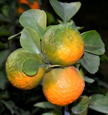 Orange
شیری لیمبو
Shiri limbo
شیری لیمبو بزاں شیرکینیں لیمبو ۔چیا کہ بلوچستان تُرپشی لیمبو گیش انت ۔ بلے مرچاں ایشیے باز زات انت کہ اشاں کینو، مالٹا ءُ سنترہ ہم گوش انت ۔ 

