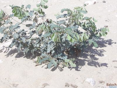 Senna italica
Kaspind 
کسپنڈ
کسپنڈ یک کسانیں بوٹگ ء گرماگی روچاں سر سبز شاداب بیت - ادا کسپنڈ کوسرک انت -  چونایا کسپنڈ ء پہ درمان کار مرز کن انت

