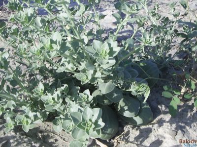 Schweinfurthia Papilionacea
Drohond
دروہْند
اے یک کسانیں بوٹگ ء - ڈلپادیں  ھند  دمگاں پیداک بیت - اشیا گیشتر پہ درمان ء کارمرز کن انت - کیچ ء ہند دمگاں باز انت 

