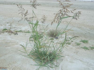 Aleppo Grass
Gomaaz
گوماز

گوماز یک ڈالیں کاہے کہ کُچّگاں بگر تاں ریکپادین ہندو دماگاں رودیت - گوماز گیشتر گرماگی کاہے - تانسریں گرماگا سبز سبز بیت- بلوچستان ء توکا گوماز گیشتر بیلہ ء ہند دماگاں رودیت - تمپ ء نزّیکا یک میتگے نام ء گومازی انت - ۔
بلوچی پتل ء استیں -۔
من وتی گومازاں گوریزاناں
تو دگہ گومازی نگن پتکگ
