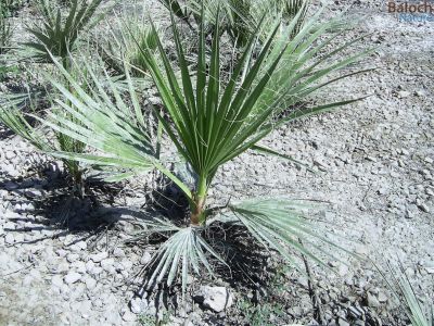 Washingtonia
Shaitan Pish
شیتان پیش
شیتان پیش بلوچستان ء درچک ء نہ انت - بلے مرچاں بلوچستان ء ہم شیتان پیش کش انت - اے مچّے زاتیں درچک ء چونایا ھوُری جنگلاں رُودیت - بلے مرچی باندا ایشیا پہ زینت ء ڈُولداری ء واستا وڑ وڑ جاہاں کش انتے
