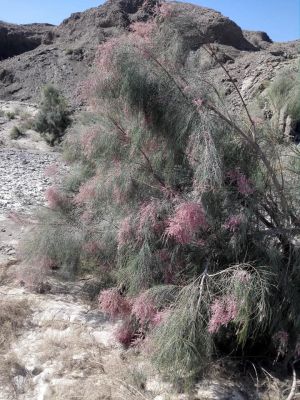 Tamarix Aphylla

پادگز
Padgazz

پادگزّے دار چہ آدگہ گزّاں چہ مُہر تر و پائیدار تر انت - لوگانی مینگ بہ بیت یا لاپدار پل، واڈ، یا شگینز بی بیت بلے درستانی واستا پادگزّے دارا کارمرز کن انت - پادگز بلوچستانء کوران و کوہ کوراں رودیت - پادگز ڈولداریں و برزیں درچکے - زمستان ء بزان دیسمبر ء بُر پر کنت و ڈولدار بیت ۔ ادا پاد گز بُرّ انت
