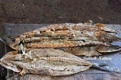 Dried Fish
پہکیں ماھیگ
Pahkain
پہکیں ماھیگ ہما ماھیگ ءَ گوشنت کہ آیا لاپ ءِ تل ءَ پچ کن انت ءُ  واد مان کن انت تاپ کن انت تنکہ ماھیگ ھُشک بہ بیت ۔ اشیا چمیشا واد جن انت کہ ماھیگ مہ گہیت ءُ ھراب مہ بیت ۔ اے ماھیگ ءَ دُوچکیں ءُ سوریں ماھیگ گوش انت۔
