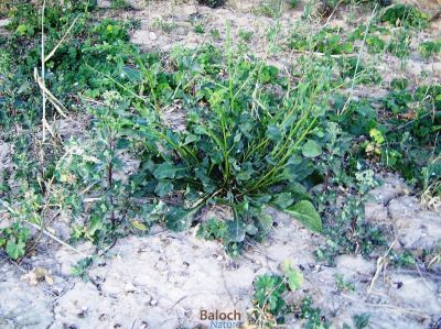 Indian Spinach
پالک
پالک بلوچستان ء کاہُک نہ انت بلے مرچاں پالک بلوچستان کش انت او کاروبار ہم کن انت - پالک ء نارُشت باز تامدار بیت - 

