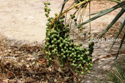 Unripe date
پپُک
Papok
پپُک  بزاں کہ مچ ءِ بر تنیگا نا تمام انت بزاں کٹک انت ، ءُ بزاں سبز انت۔ آیارا پپُک گوش انت ۔ وھدے کہ مستر بیت گڈا پپُک وتی دروشُم ءَِ بدل کنان کنت ۔ بزاں رنگ بیت ، دُرپانچ بیت ، پوگس بیت ءُ گڈ سرا ناہ بیت۔ وھدے کہ پپک انت، ادا زبگ بیت، آرتونگ بیت ءُ چل بیت ۔

