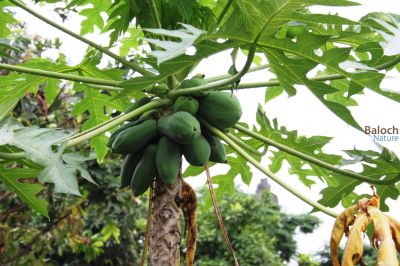Papaya
Papya
پپیا
پپیا بلوچستان ء درچک یا نیبگ نہ انت - اے چونایا ہور گواریں ملکانی نیبگ انت بلے مرچاں بلوچستان ء اشیے کش انت - پپیا چونیا باز نادراہی ء شفا انت - پپیا چو مچّے وڈا کُوپگا بر پر کنت - بلے پپیا سالے دوازدۃیں ماہاں بر انت ۰ پپیا دانگ وش و شیرکن انت 
