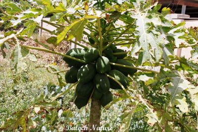 Papaya
پپیا
Papya
پپیا بلوچستان ء درچک یا نیبگ نہ انت - اے چونایا ہور گواریں ملکانی نیبگ انت بلے مرچاں بلوچستان ء اشیے کش انت - پپیا چونیا باز نادراہی ء شفا انت - پپیا چو مچّے وڈا کُوپگا بر پر کنت - بلے پپیا سالے دوازدۃیں ماہاں بر انت ۰ پپیا دانگ وش و شیرکن انت
