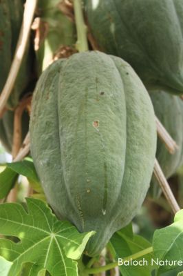 Papaya
دار تیجگ
Dartejag
بلوچی اے میوہ ءَ دار تیجگ گوش انت ۔ بلے باز بلوچ مرچی ہم اشیارا پپیا گوش انت۔ اے تامداریں یک میوہ ءِ اے درچکے کُنٹ ءَ یا دار ءَ بر پر کنت۔ چمیشکا اشیارا دار تیجگ گوش انت۔ 
