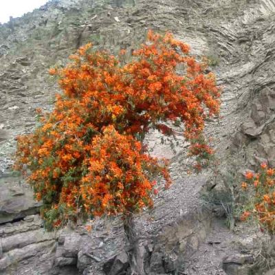 Techomella undulata
پرپُک
Parpok
پرپُک بلوچستان ءِ ڈولدار تریں پُلاں چہ یک ءِ ہمے وڑا اے یک ڈولداریں پُل ءِ ۔ ہمے وڑا اے یک مہکیں ءُ ساھگ داریں درچک ءِ۔ اے زردیں پُل پر کنت کہ عجب بے مٹ ءُ بے درور انت۔ اشیے دار ہم مُہکیں دارے کہ بلوچاں کار گپتگ انت۔ 
شاعراں پرپُکے پُل ءِ نازُرکی گوں وتی مہگونگے نرم نازرکیں گُلاں تشبیع داتگ انت۔
