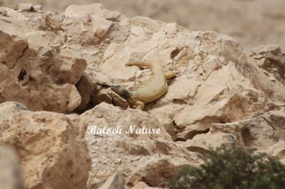 Spiny-Tailed Lizard
پٹ ماھیگ
Pat_Maheeg
پٹ ماھیگ ءَ باز جاگہ گوج ہم گوش انت بلے اے چہ گوج ءَ جتا انت ۔ گوج مُدامی آپ ءِ کش ءُ گوراں گردیت ءُ مُرگ ماھیگ دگہ ساہدار شکار کنت بلے پٹ ماھیگ ایوکا کاہ ُ درچکی تاک چنت وارت ، اشیے دنتاں کسانیں ارتین انت، ۔اشیا دمب ترندیں کنٹگ پر کہ وتی جند ءَ چہ دگر رستراں بہ رکین ات ۔ عرب ملکاں اشیا پہ شوک ورانت ۔ اشیے گوشت    چو ایدگہ دلوتانی پیما تام دار انت ۔ اے بلوچستان روچدرتکی ءُ تیاب دپی ھندا کم کم ءَ است انت۔ ادے مردم گیشتر ایشیے پیگاں کش انت ءُ دوا کارمرز کن انت ۔ اے ھیک دنت ۔ ءُ زمستان ءَ گیشتر ھونڈان انت ڈن ءَ در نہیت ۔

