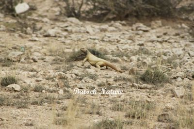 Spiny-Tailed Lizard
پٹ ماھیگ
Pat_Maheeg
پٹ ماھیگ ءَ باز جاگہ گوج ہم گوش انت بلے اے چہ گوج ءَ جتا انت ۔ گوج مُدامی آپ ءِ کش ءُ گوراں گردیت ءُ مُرگ ماھیگ دگہ ساہدار شکار کنت بلے پٹ ماھیگ ایوکا کاہ ُ درچکی تاک چنت وارت ، اشیے دنتاں کسانیں ارتین انت، ۔اشیا دمب ترندیں کنٹگ پر کہ وتی جند ءَ چہ دگر رستراں بہ رکین ات ۔ عرب ملکاں اشیا پہ شوک ورانت ۔ اشیے گوشت    چو ایدگہ دلوتانی پیما تام دار انت ۔ اے بلوچستان روچدرتکی ءُ تیاب دپی ھندا کم کم ءَ است انت۔ ادے مردم گیشتر ایشیے پیگاں کش انت ءُ دوا کارمرز کن انت ۔ اے ھیک دنت ۔ ءُ زمستان ءَ گیشتر ھونڈان انت ڈن ءَ در نہیت ۔
