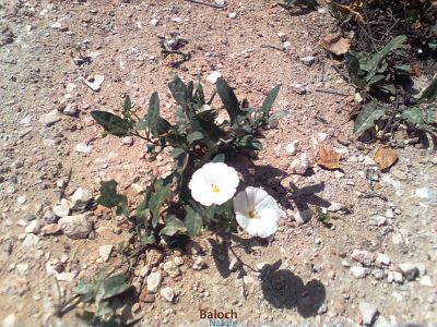 Field bindweed (Convolvulus arvensis)
Aahichk, Patahok, Lekirk
آہیچک، پتائوک ، لکرک
آہیچک کسانیں کاہے گیشتر ڈگارانی جُوہ او بنداں رودیت - اے مدام زمین ء سرا پراہ روت - بلے اگاں درچکے کش و گواراں برودیت گُڈا درچک ء سر کپیت - اسپیتیں او گُلابییں  ڈولداریں پُلء جنت کہ ڈولدار بیت
بلے اے اسپیت پُل انت

