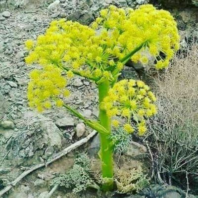 
پترک
Paterk
پترک بلوچستان ءِ بالائی کوہانی ڈولداری انت ، پترک کسانیں بوٹگ ءِ کہ بہار ءِ درگت ءَ رودیت ، بلے وھدے کہ پُل ءِ واستہ ٹوہیں کُل ءِ کش انت کہ زردیں اُرتیں پُل پر کنت ۔ بلوچستان ءَ پترک ءَ پہ تہلگ کار مرز کن انت ۔
