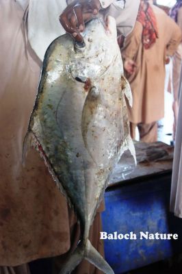 Threadfin travelly
پتتر یا ھُشتر
Pattar ya Hoshter
